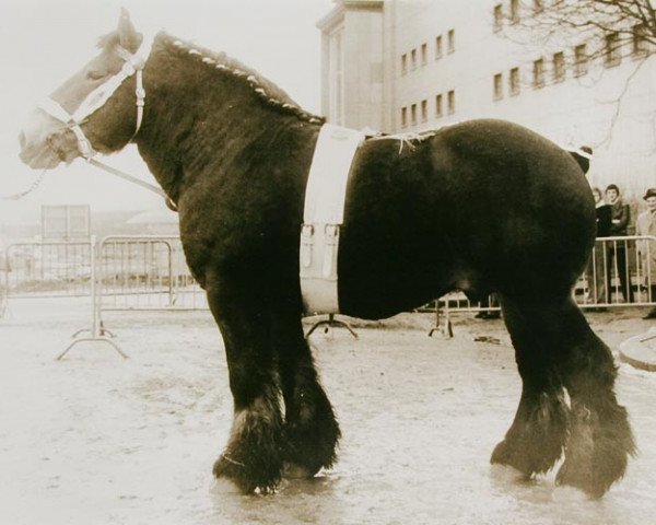 stallion Yser de Behoute (Brabant/Belgian draft horse, 1971, from Dragon de Jemeppe)