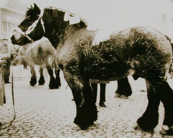 stallion Barnum van 't Geushof (Brabant/Belgian draft horse, 1964, from Marquis de Beauvoir)