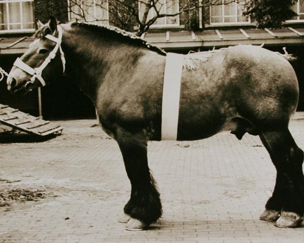 stallion Costaud d'Impde (Brabant/Belgian draft horse, 1958, from Bayard de Leest)