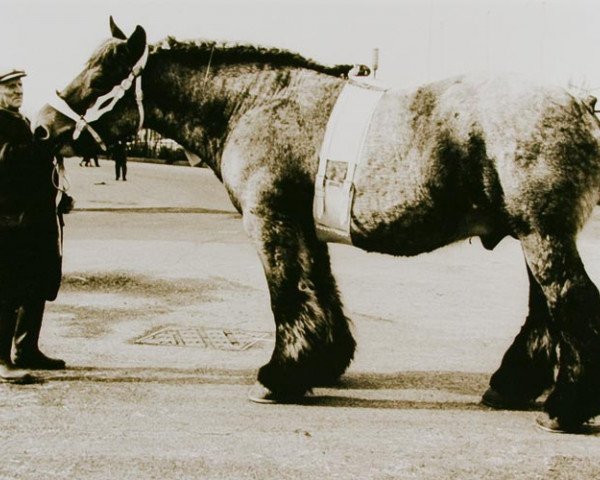 stallion Marquis Du Coq (Brabant/Belgian draft horse, 1962, from Marquis de Beauvoir)
