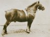 stallion Ideal de Boneffe (Belgian Ardennes, 1917, from Ideal de Masnuy)