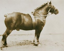 stallion Ideal de Boneffe (Belgian Ardennes, 1917, from Ideal de Masnuy)