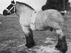 stallion Wallon de Libenne (Brabant/Belgian draft horse, 1947, from Costaud de Marche)