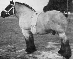 stallion Wallon de Libenne (Brabant/Belgian draft horse, 1947, from Costaud de Marche)