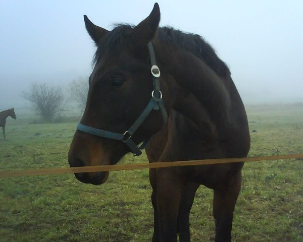 broodmare Sabrina II (German Sport Horse, 2005, from Samba Hit I)