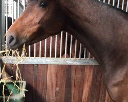 broodmare Lotte 852 (Holsteiner, 2007, from Lancer II)