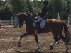 dressage horse Local Time (Hanoverian, 2008, from Londonderry)