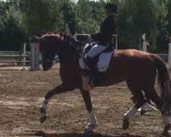 dressage horse Local Time (Hanoverian, 2008, from Londonderry)