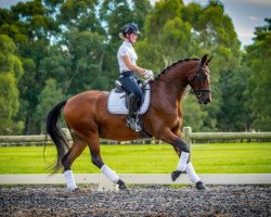 dressage horse Donnerwaltz (Austrian Warmblood, 2012, from Donnerblitz 20)