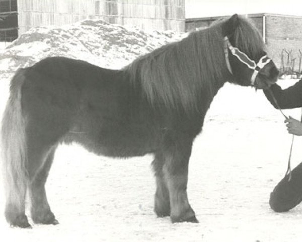 Deckhengst Marco van de Kleine Nes 714 (Shetland Pony, 1976, von Standsure Morning Glory)