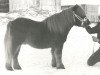 Deckhengst Marco van de Kleine Nes 714 (Shetland Pony, 1976, von Standsure Morning Glory)