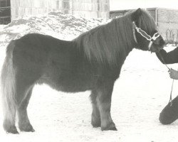 stallion Marco van de Kleine Nes 714 (Shetland Pony, 1976, from Standsure Morning Glory)