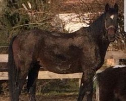 dressage horse Lady D. 2 (Danish Warmblood, 1997, from Loran)