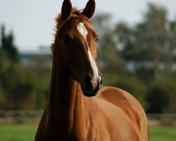 Pferd Red Lady D (Hannoveraner, 2008, von Rotspon)