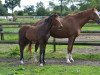 broodmare Fa Jolie (Hanoverian, 2011, from Fabregas)