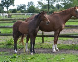 broodmare Fa Jolie (Hanoverian, 2011, from Fabregas)