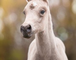 dressage horse A Magic Touch (Deutsches Reitpony, 2017, from A kind of Magic 5)