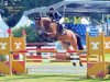 jumper Chandon de Blue (Oldenburg show jumper, 2012, from Chacco-Blue)