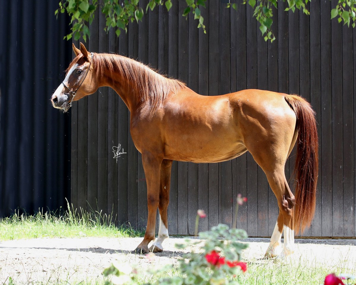 broodmare EC Kharyn (Arabian purebred, 2012, from BORNERHOFS BARIK ox)