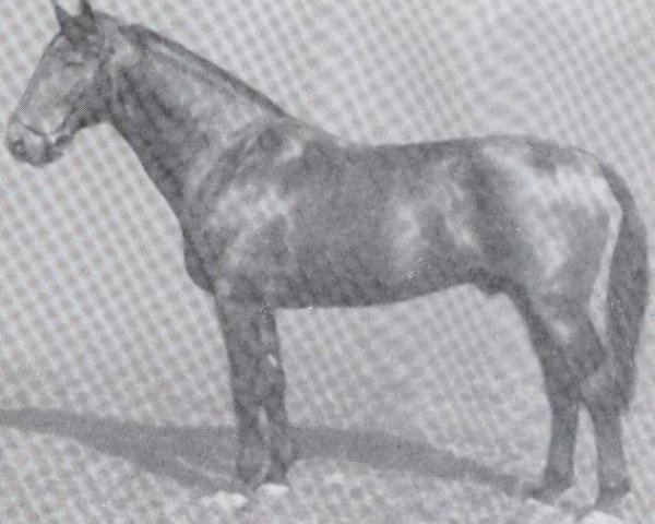 stallion Frisko (Holsteiner, 1936, from First 2451)