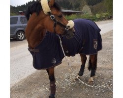 dressage horse Nobelmann (German Riding Pony,  , from Nemax)