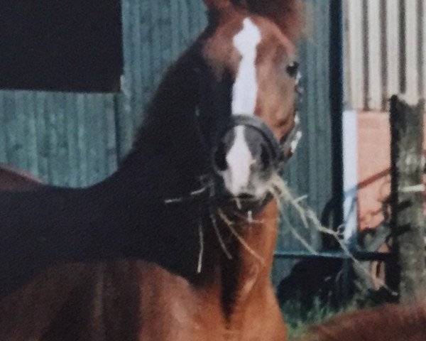 broodmare Tennessy (German Riding Pony, 1985, from Tangerine Dream)
