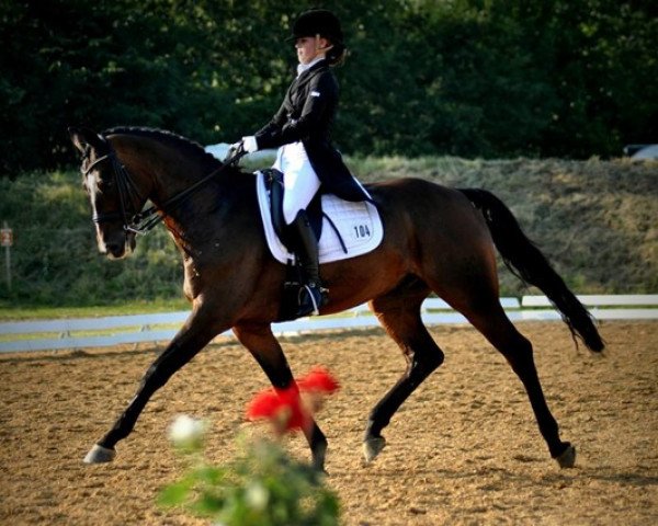 dressage horse San Rabino (Hanoverian, 2002, from Sandro Hit)