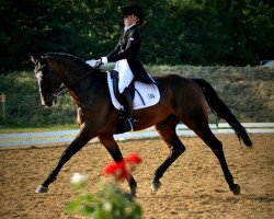 dressage horse San Rabino (Hanoverian, 2002, from Sandro Hit)