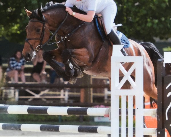 jumper Diamant Clear (Zangersheide riding horse, 2010, from Diamant Z)