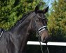 dressage horse Sansibar 145 (Hanoverian, 2014, from Sarotti Mocca-Sahne)