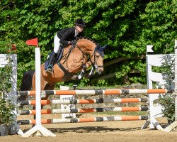 jumper Volano CR (German Riding Pony, 2010, from Voyager 2)