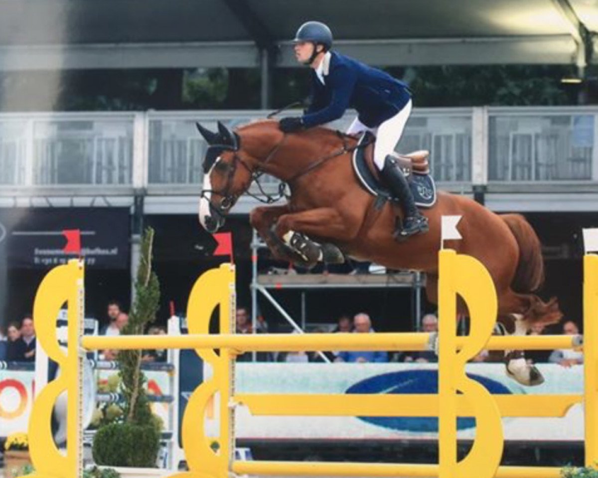 jumper King Kong of Picobello Z (Zangersheide riding horse, 2011, from Kannan)
