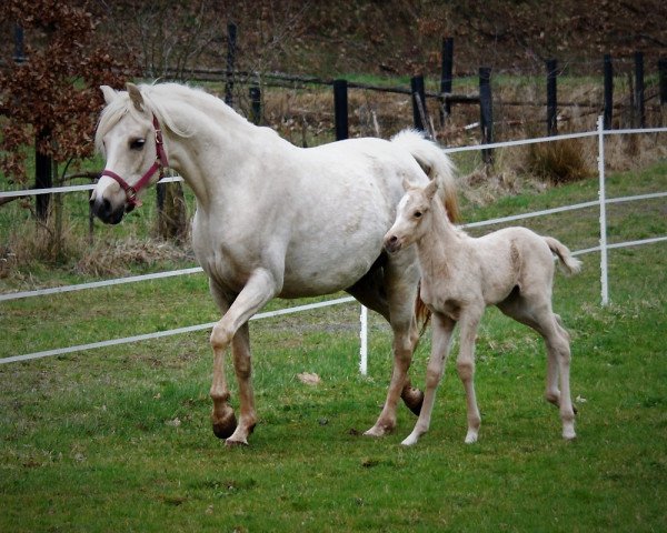 Zuchtstute Reuschbachhofs Julia Stegner (Deutsches Reitpony, 2012, von Golden Rock)