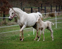 broodmare Reuschbachhofs Julia Stegner (German Riding Pony, 2012, from Golden Rock)