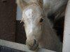 Zuchtstute Reuschbachhofs Jerry Hall (Deutsches Reitpony, 2017, von Molenhorn's Pasja)