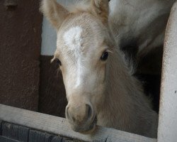 broodmare Reuschbachhofs Jerry Hall (German Riding Pony, 2017, from Molenhorn's Pasja)