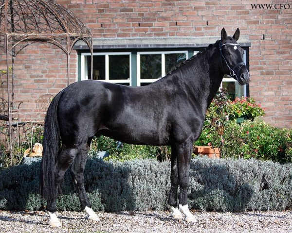 dressage horse Favre 2 (Rhinelander, 2012, from Feedback 16)