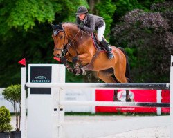 jumper Castello (KWPN (Royal Dutch Sporthorse), 2007, from Cartier 187 FIN)