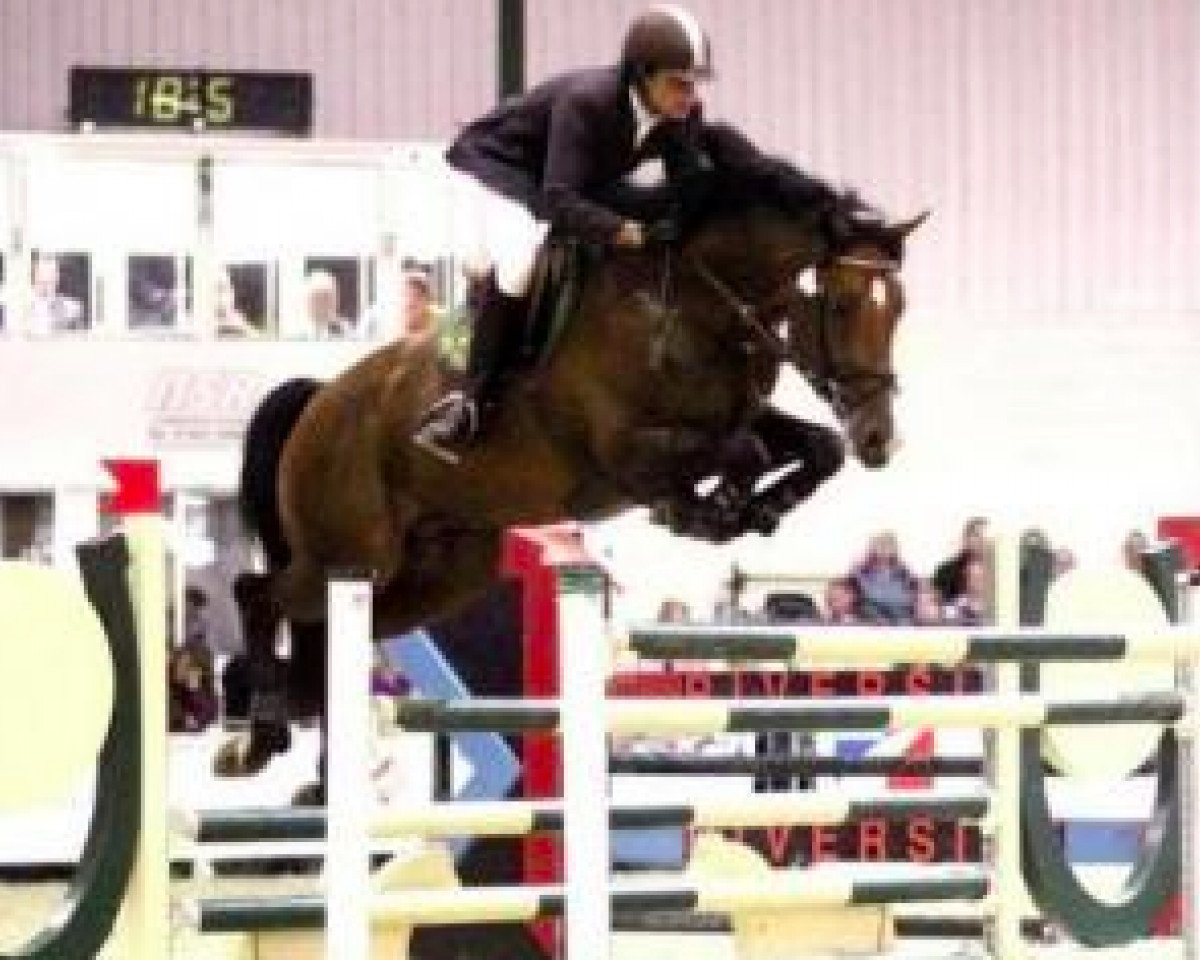 Deckhengst Typhoon S (KWPN (Niederländisches Warmblut), 2000, von Sable Rose)
