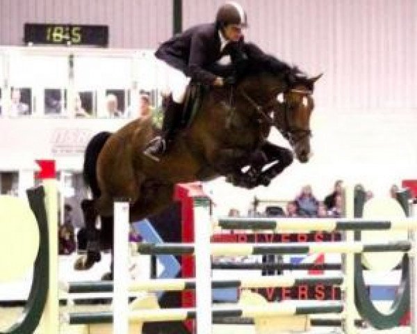 stallion Typhoon S (Royal Warmblood Studbook of the Netherlands (KWPN), 2000, from Sable Rose)