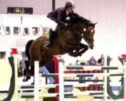 stallion Typhoon S (KWPN (Royal Dutch Sporthorse), 2000, from Sable Rose)