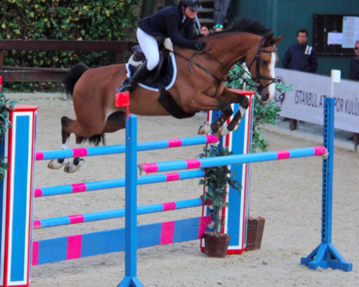Springpferd Withny 4 (KWPN (Niederländisches Warmblut), 2003, von Hemmingway)
