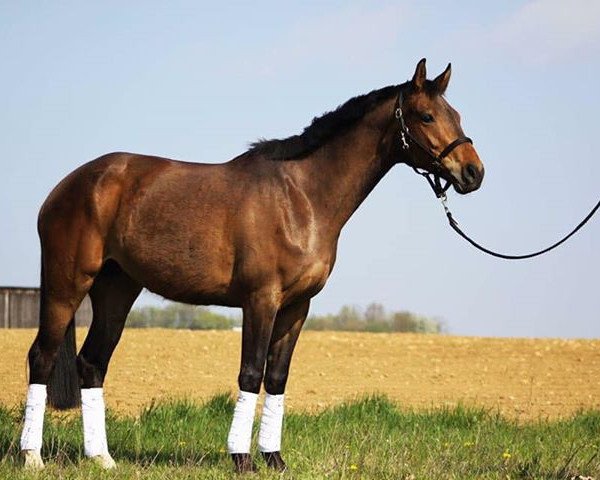 broodmare Saphira (Hanoverian, 2010, from Sir Shutterfly)