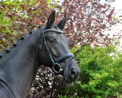 broodmare Fürstin Finja (Rhinelander, 2013, from Fürstenball)