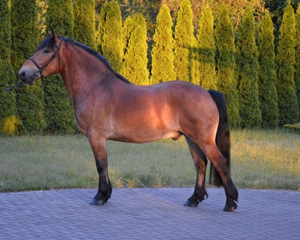 Pferd Bubel (Polnisches Kaltblut, 2013)