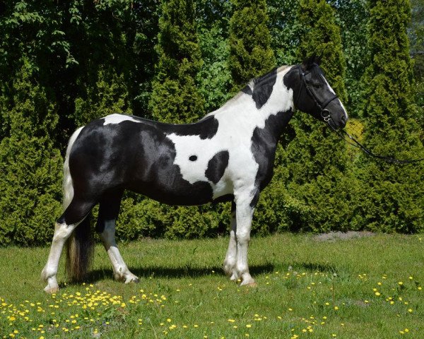 Pferd Starka (Polnisches Warmblut, 2014)