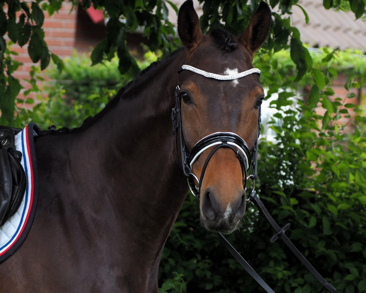 Springpferd Caitano 48 (Oldenburger, 2012, von Cafe Junior)