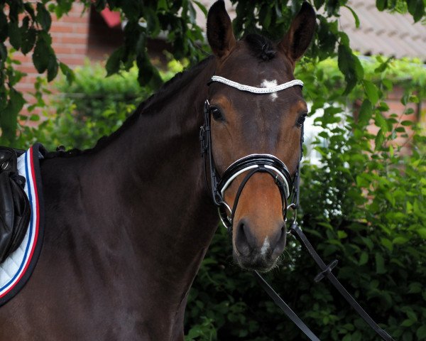 jumper Caitano 48 (Oldenburg show jumper, 2012, from Cafe Junior)