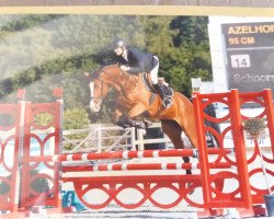 broodmare hope van rossemhof (Oldenburg show jumper, 2012, from Casiro I)