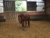 dressage horse Fayola 2 (Westphalian, 2005, from Fiano)